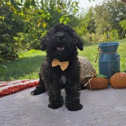 Albert (Bert) - Brindle male Poodle puppy in Hopkins, Missouri from Mowry Creek Mini Aussiedoodles and More