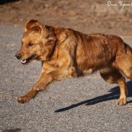 Violet - Golden Retriever