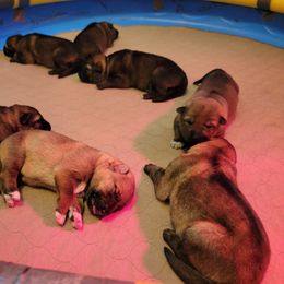 German Shepherd Puppies from Von Haus Wick German Shepherds