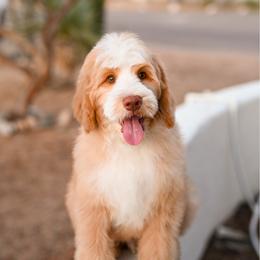 Phoenix - Red male Bernedoodle puppy in Tucson, Arizona from Sun Valley Goldendoodles