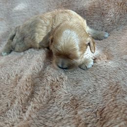 Zero - Red male Cavapoo puppy in Albuquerque, New Mexico from Enchantment Cavapoo & Pugapoo Puppies