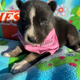 Siberian Husky Puppies from Siberian Huskies-Beckham the Great
