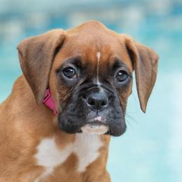 Katniss Everdeen (Katniss) - Fawn female Boxer puppy in Georgia from Stephanie’s Boxers