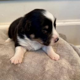 Gray Collar Boy River - Black and tan male Pembroke Welsh Corgi puppy in Paris, Kentucky from Flat Run Corgis
