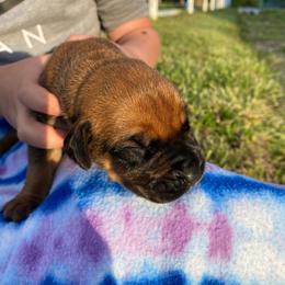 Green collar male - Red male Boerboel puppy in Sedgewickville, Missouri from Heritage Boerboels