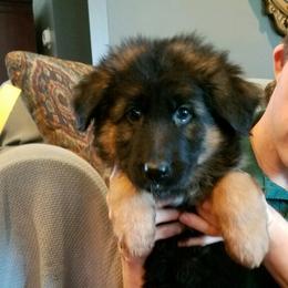 German Shepherd Puppies from Prize Pups