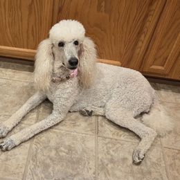 Poodle puppies from Sharpshooter Standard Poodles