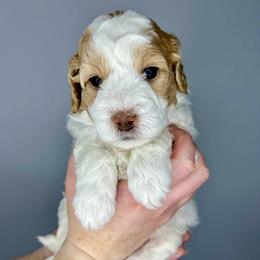 Tan Boy - Parti male Goldendoodle puppy in Greeley, Colorado from Millie Billie Doodles