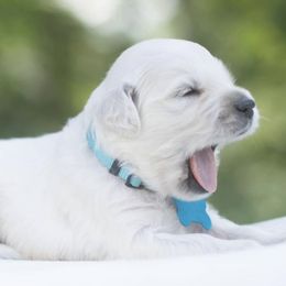 Golden Retrievers from Living on Faiths Golden Retrievers