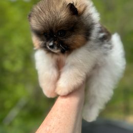 Birdie - Orange parti Pomeranian puppy in Zionville, North Carolina from Shaner Poms