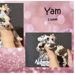 Great Dane Puppies from Alchemy Danes