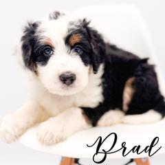 Brad - male Australian Mountain Doodle puppy in Tipton, Indiana from Country Creek Doodles