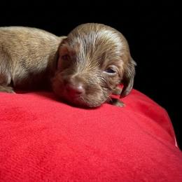 AKC Chocolate Based Cream Brindle - Brindle female Dachshund puppy in Lehigh Acres, Florida from Ruby Rose Dachshund Dynasty