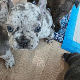 Blitz - male Boston Terrier puppy in Fort Myers, Florida from Legends Frenchton's, French Bulldogs ,Boston Terriers, Reindeer chihuahuas & French Bullhuahua's