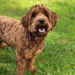 Poppi - Goldendoodle