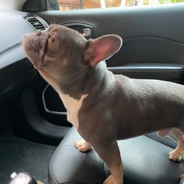 French Bulldog All Grown Up from Chroma-Hy Bullyz