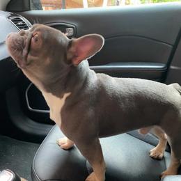 French Bulldog All Grown Up from Chroma-Hy Bullyz