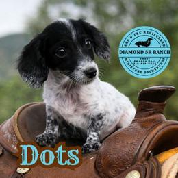 DOTS - Piebald male Dachshund puppy in Columbia, Louisiana from Diamond 5R Ranch AKC & CKC Miniature Dachshunds