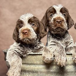 Wirehaired Pointing Griffons from Dry Branch