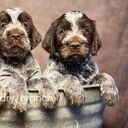 Wirehaired Pointing Griffons from Dry Branch