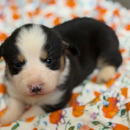 Pumpkin - Black and tan male American Corgi puppy in Graham, Texas from Wild West Corgis