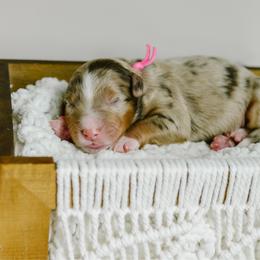 Maple - female Australian Mountain Doodle puppy in Spanish Fork, Utah from K Brand Doodles