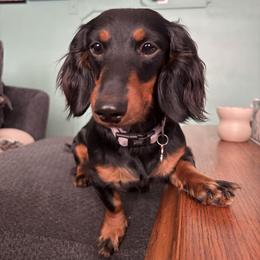 Dachshund puppies from Lizzie’s Doxies