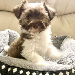 Boy 1 - Havanese puppy from Hidden Bay Havanese