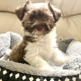 Boy 1 - Havanese puppy from Hidden Bay Havanese