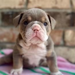 Jan - Lilac tri-color female Bulldog puppy in Hernando, Mississippi from Blues City Bulldogs