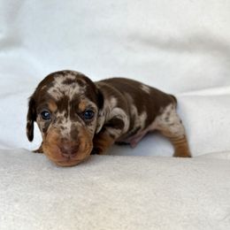 Dachshund Puppies from Weenie Bros