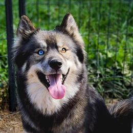 Siberian Huskies from Nokb Pups