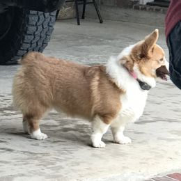 Louie - Pembroke Welsh Corgi