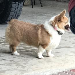 Louie - Pembroke Welsh Corgi