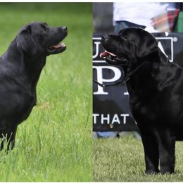Labrador Retriever puppies from Hillstone Labradors