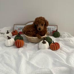 Pancake - Red  male Poodle puppy in Bakersfield, California from Pups and Paws Toy Poodles