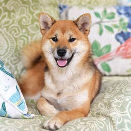 Sora - Shiba Inu