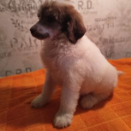 Poodle Puppies from Omaha Standard Poodles