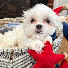 Star - Cream female Shichon puppy in Newington, Connecticut from Burton Creek Puppies