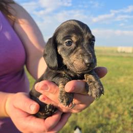 Brindle - Brindle male Dachshund puppy in Great Falls, Montana from Green Dragon Kennel