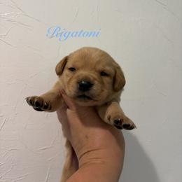 Rigatoni - Yellow male Labrador Retriever puppy in Tomahawk, Wisconsin from Mahner Labs