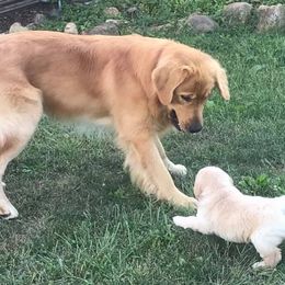 Golden Retrievers from Gold Mountain Kennel