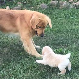 Golden Retrievers from Gold Mountain Kennel