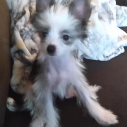 Chihuahua and Chinese Crested Puppies from Western Kentucky Chihuahua’s and Chinese Crested’s