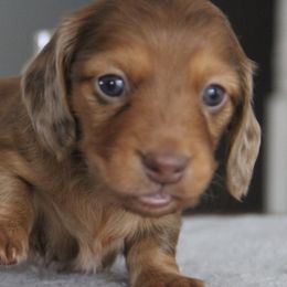 Dachshunds from Top of Ohio Doxies