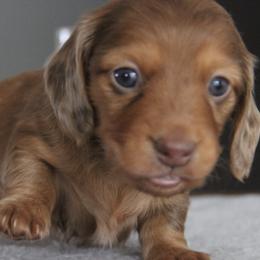 Dachshunds from Top of Ohio Doxies