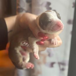 Prince - Sable male Pembroke Welsh Corgi puppy in East Oakdale, California from Rhettro Kennels