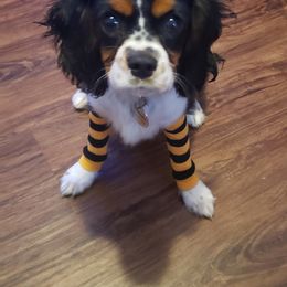 Cavalier King Charles Spaniel Puppies from K&R Cavaliers