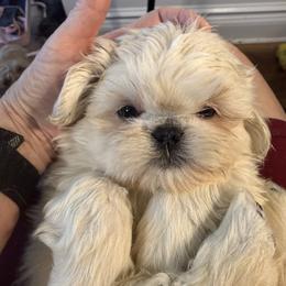 Louie - Cream and white male Shih Tzu puppy in Covington, Georgia from Top Hats 2  Shih Tzu’s