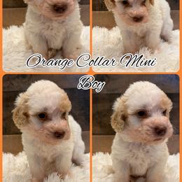 Orange Collar Boy - Parti male Goldendoodle puppy in San Augustine, Texas from Vintage Doodles